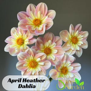 May include: A bouquet of six pink and yellow Dahlia flowers with the text "April Heather Dahlia" and "Sweet Garden" in the bottom right corner.