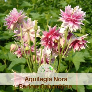 May include: A cluster of Aquilegia Nora Barlow Columbine flowers featuring layered, pointed petals in shades of soft pink and white. The plant has slender green stems and several unopened buds. Text on the image reads: Sweet Garden Aquilegia Nora Barlow Columbine.