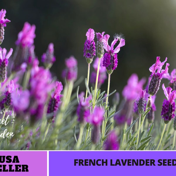 French Lavender Seeds-Perennial -Authentic Seeds-Flowers -Organic. Non GMO -Vegetable Seeds-Mix Seeds for Plant-B3G1#C005