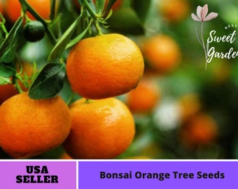25 seeds| Bonsai Orange Tree Seeds - Perennial -Authentic Seeds-Flowers -Organic. Non GMO -Vegetable Seeds-Mix Seeds for Plant-B3G1#5005