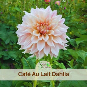 Café Au Lait Dahlia Perennial Seeds  - Authentic Seeds - Flowers - Clumping - Dahlia Garden - Summer Blooming - Easy To Grow -   #D026