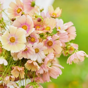 May include: A bouquet of cosmos flowers featuring delicate petals in shades of pale yellow, soft pink, and cream. Each flower has a prominent yellow center with thin, green stems and foliage visible throughout the dense floral arrangement.