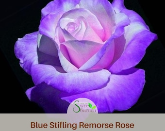 Stifling Remorse Rose Seeds - Rare Perennial Flower, Non-GMO