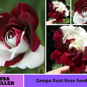 Red and White Zampa Dust Rose Seeds-Perennial -Authentic Seeds-Flowers -Organic. Non GMO -Mix Seeds for Plant-B3G1 #1064.