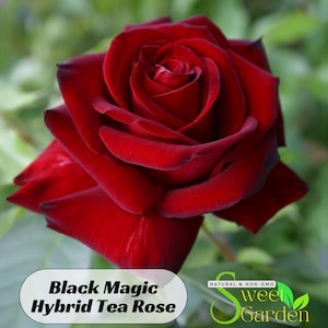 Black Magic Rose Seeds - Perennial - Authentic Seeds - Flowers - Easy To Grow - Climbing - shrubs - Rose Garden -  #1058