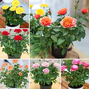 Muti Mix  Rose Seeds-Perennial -Authentic Seeds-Flowers -Organic. Non GMO -Mix Seeds for Plant-B3G1#1060