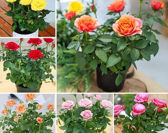 Muti Mix  Rose Seeds-Perennial -Authentic Seeds-Flowers -Organic. Non GMO -Mix Seeds for Plant-B3G1#1060