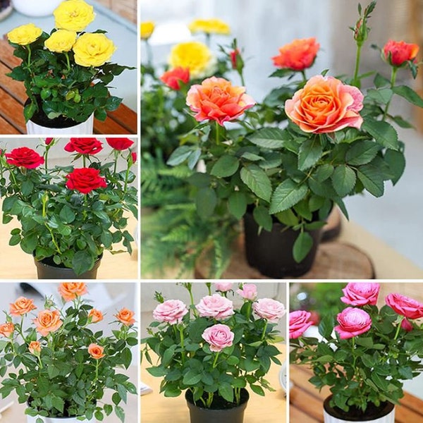 Muti Mix  Rose Seeds-Perennial -Authentic Seeds-Flowers -Organic. Non GMO -Mix Seeds for Plant-B3G1#1060