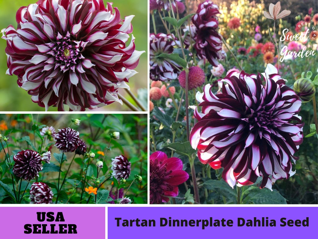 Giant Dinnerplate Dahlia Tartan Seeds Perennial Authentic Seeds