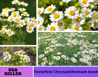 12+ feverfew plants for sale
