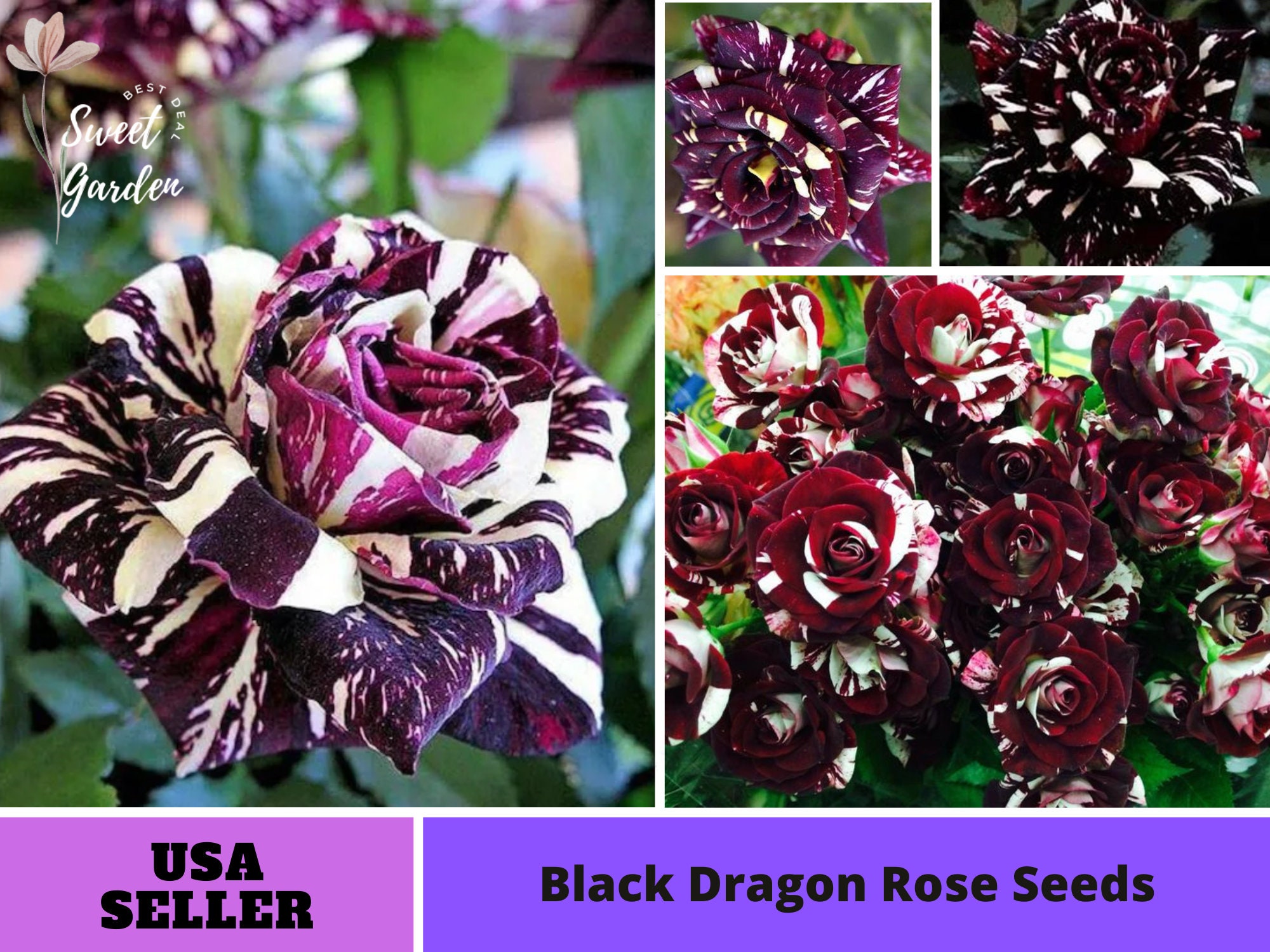 Black dragon rose plant