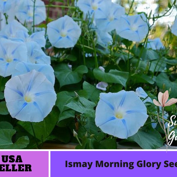 Ismay Morning Glory Seeds-Perennial -Authentic Seeds-Flowers -Organic. Non GMO -Vegetable Seeds-Mix Seeds for Plant-B3G1 #F010