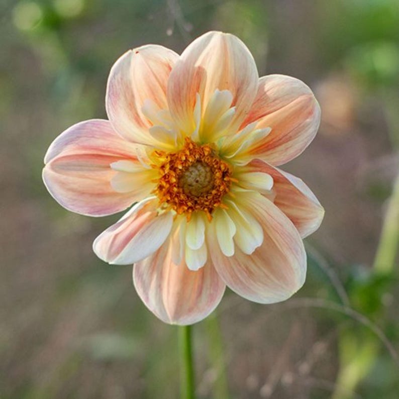 April Heather Dahlia Seeds - Perennial - Authentic Seeds - Flowers - Clumping - Dahlia Garden - Summer Blooming - Easy To Grow #D094 imagem 13
