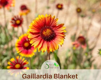 Gaillardia Seeds - Blanket Flower - Perennial -Authentic Seeds -Vegetable Seeds-Mix Seeds for Plant
