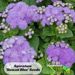 Ageratum &#39;Hawaii Blue&#39; Seeds - Cold Resistant - Open-Pollinating - Drought Tolerant - Plant in Early Spring #320