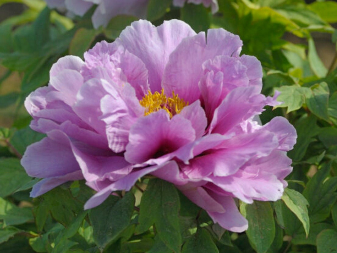 10pcs Tree Peony Seeds MultiColor ▻  ▻ Free Shipping ▻ Up  to 70% OFF
