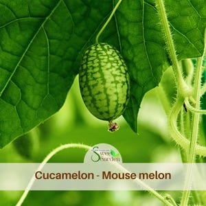 Cucamelon Seeds - Edible - Self-Pollinating - Open-Pollinating - Cold Resistant  - Potted  - Climbing - Planting after the last frost