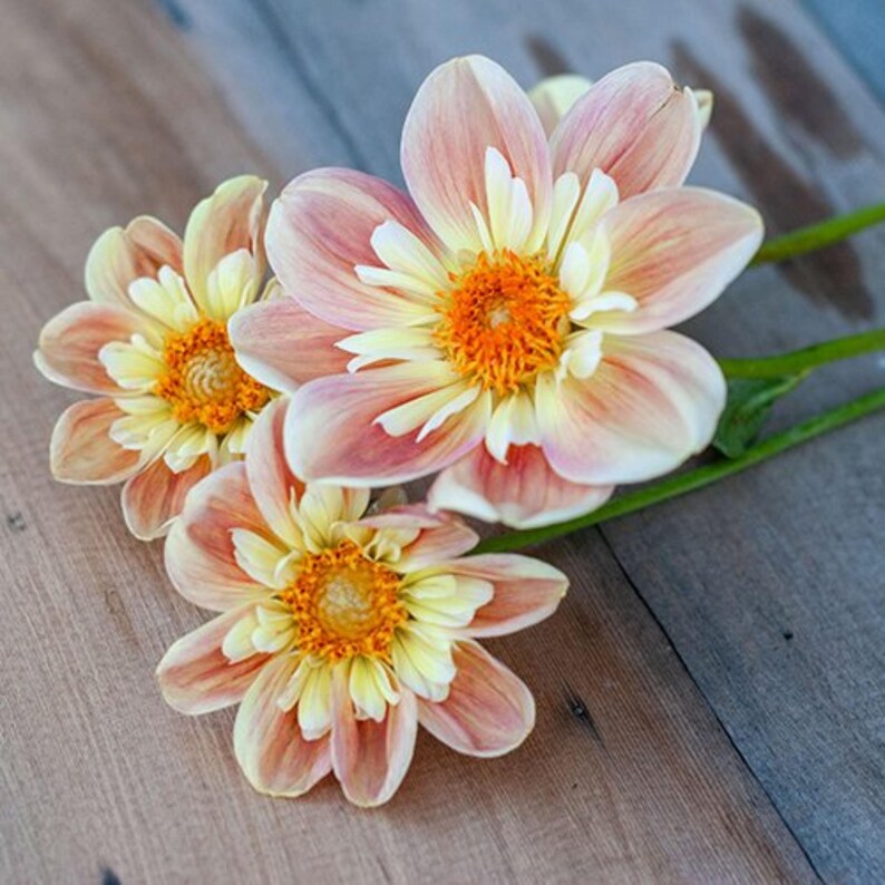 Pode incluir: Tr&ecirc;s flores de d&aacute;lia com p&eacute;talas em tons de p&ecirc;ssego e creme, apresentando centros laranja vibrantes e caules verdes. As p&eacute;talas exibem um gradiente desde uma base amarelo-p&aacute;lida at&eacute; um tom rosa quente e poeirento nas pontas.