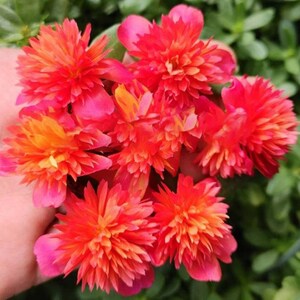 Pode incluir: Close-up de um grupo de flores vibrantes vermelhas e laranjas com m&uacute;ltiplas p&eacute;talas. As flores s&atilde;o seguradas em uma m&atilde;o, com folhagem verde ao fundo. As flores t&ecirc;m uma apar&ecirc;ncia em camadas.