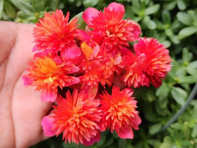 Pode incluir: Close-up de um grupo de flores vibrantes vermelhas e laranjas com m&uacute;ltiplas p&eacute;talas. As flores s&atilde;o seguradas em uma m&atilde;o, com folhagem verde ao fundo. As flores t&ecirc;m uma apar&ecirc;ncia em camadas.