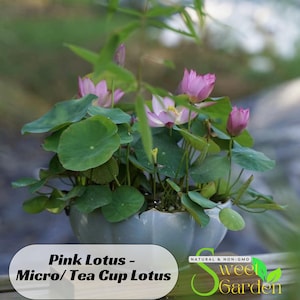 5+ Rare Seeds| Pink Lotus - Micro/ Tea Cup Lotus Seeds - Indian Lotus (Nelumbo Nucifera) Seeds - Easy To Grow - Lotus Flower  #Q068