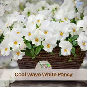 May include: A dark brown woven wicker basket filled with white pansy flowers. Each flower features five petals with a bright yellow center and subtle dark purple veins. A circular label on the basket displays the text Sweet Garden Cool Wave White Pansy.