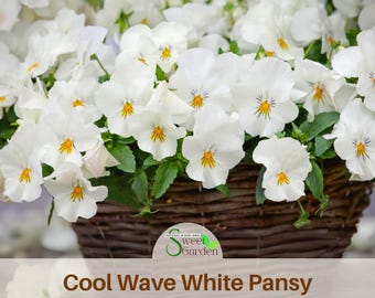 Cool Wave White Pansy Seeds-Self-Pollinating-Open-Pollinating -Draft Resistant -Plant in late Summer/ early Spring