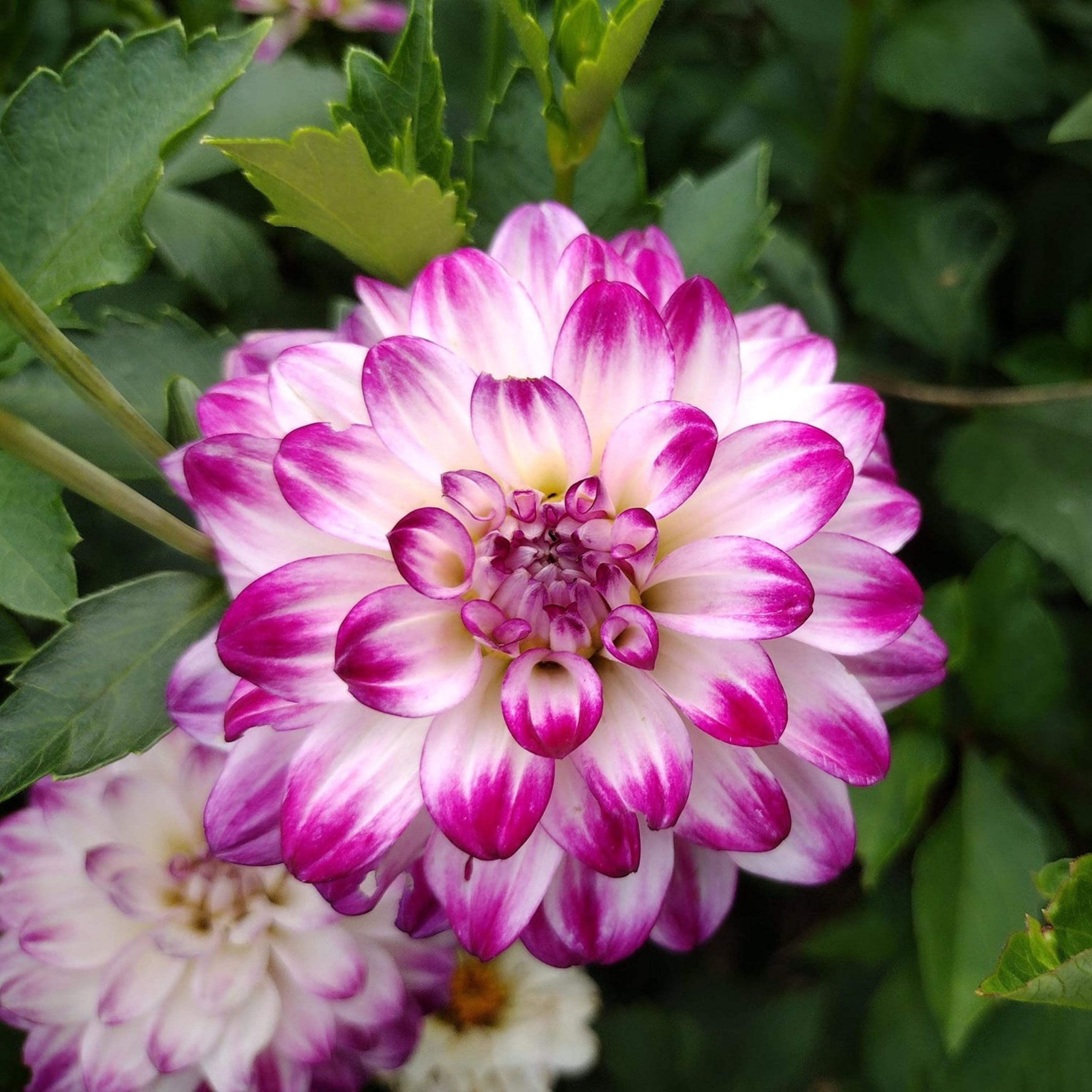 Saint Martin Dahlia Seeds - Perennial - Authentic Seeds - Flowers