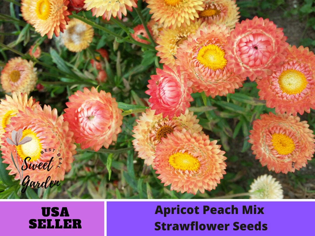 100 Seeds Apricot Peach Mix Strawflower Seeds perennial Etsy