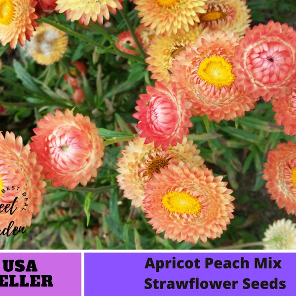 Apricot Peach Mix Strawflower Seeds -Perennial -Authentic Seeds-Flowers -Organic. Non GMO-Mix Seeds for Plant-B3G1#K006.