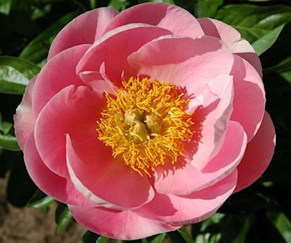 10 Seeds Salmon Dream Peony Flower Seeds for Planting in the Etsy