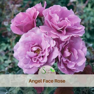 Angel Face Rose Seeds - Fragrant Perennial Floribunda