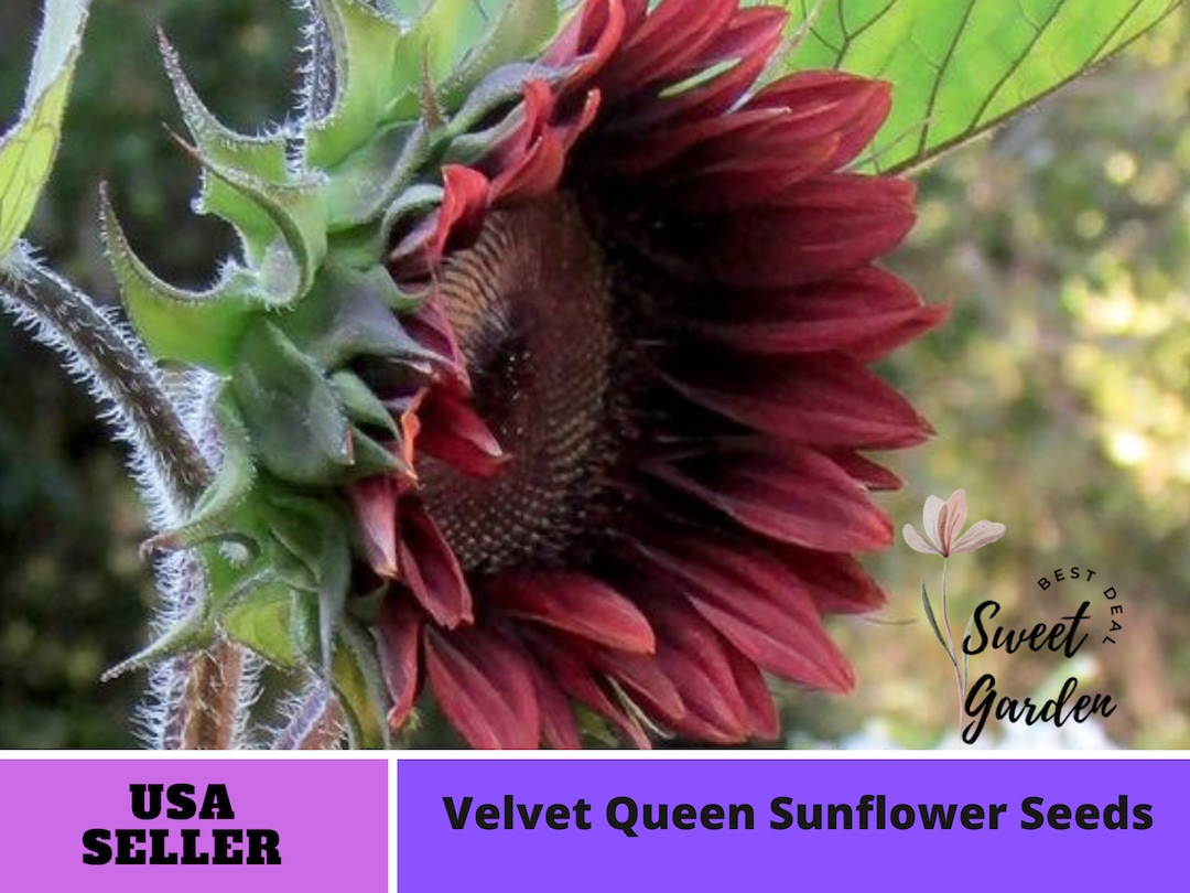 25 Seeds Red Sunflower Seedsperennial authentic Etsy