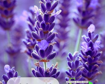 English Lavender Seeds | Heirloom Perennial Flowers (100 Seeds)