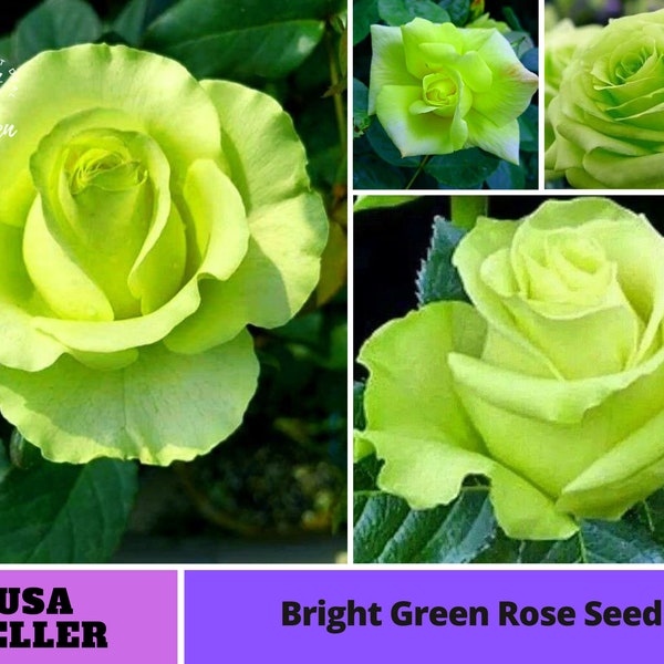 Bright Green Rose Seeds-Perennial -Authentic Seeds-Flowers -Organic. Non GMO -Vegetable Seeds-Mix Seeds for Plant-B3G1 #1076