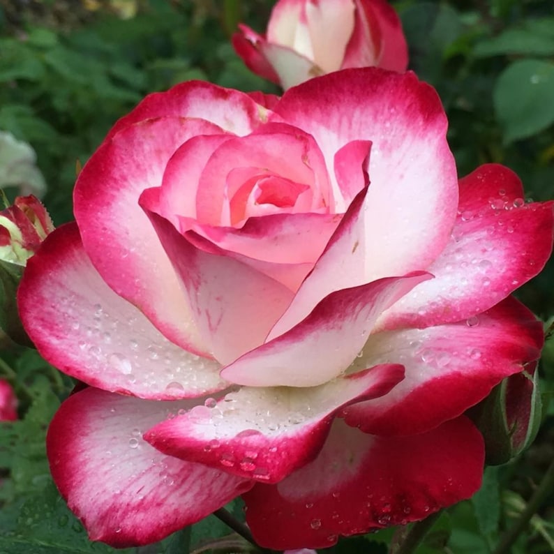 SweetGardenUS Cherry Parfait Rose Seeds - Thumbnail 3