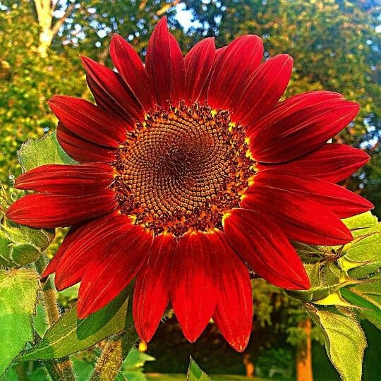 25 Seeds Red Sunflower Seeds perennial authentic Etsy