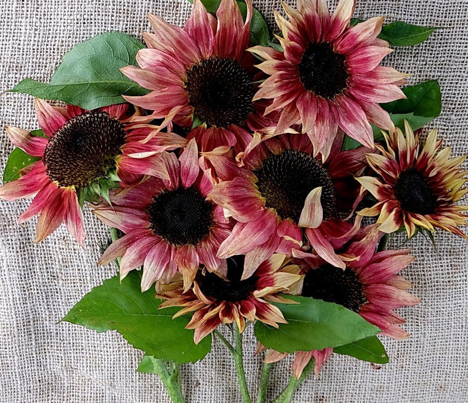 25 Seeds Ruby Eclipse Sunflower Seeds-perennial authentic - Etsy
