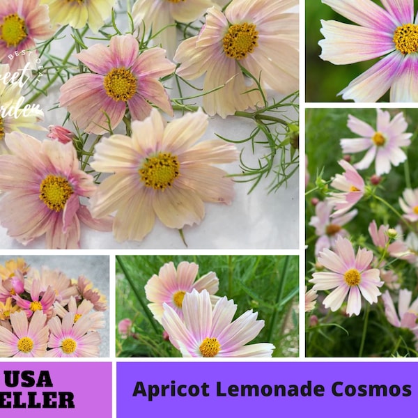 Apricot Lemonade Cosmos Seeds-Annuals-Authentic Seeds-Flowers -Organic. Non GMO -Vegetable Seeds-Mix Seeds for Plant-B3G1#L006