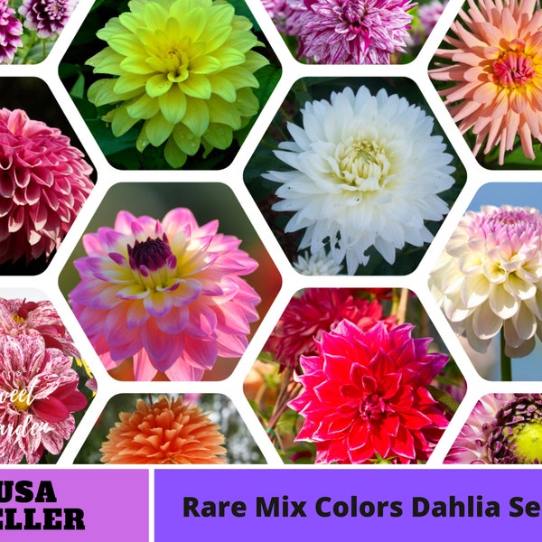 Mix Color Rare Dahlia Seeds -Perennial -Authentic Seeds-Flowers -Organic. Non GMO -Vegetable Seeds-Mix Seeds for Plant-B3G1#D027