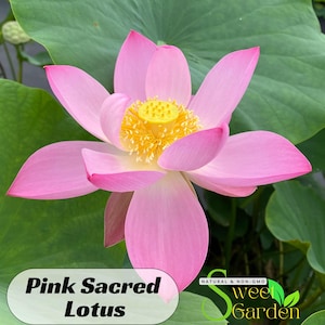 5+ Rare Seeds| Pink Sacred Lotus Seeds - Indian Lotus (Nelumbo Nucifera) Seeds - Easy To Grow - Lotus Flower - Lotus Pond - Clumping - #Q003