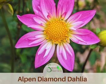 Alpen Diamond Dahlia Perennial Flower Seeds -Pollinator Friendly- Open Pollinated - Heirloom - Flower Seeds - Mix Seeds #D090