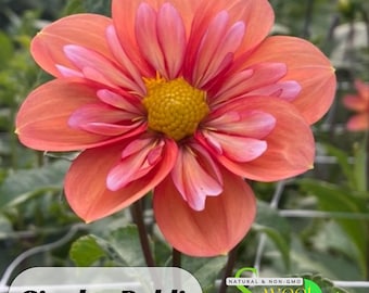 Dahlia確認ページ il_340x270.6340116837_5fmd.jpg