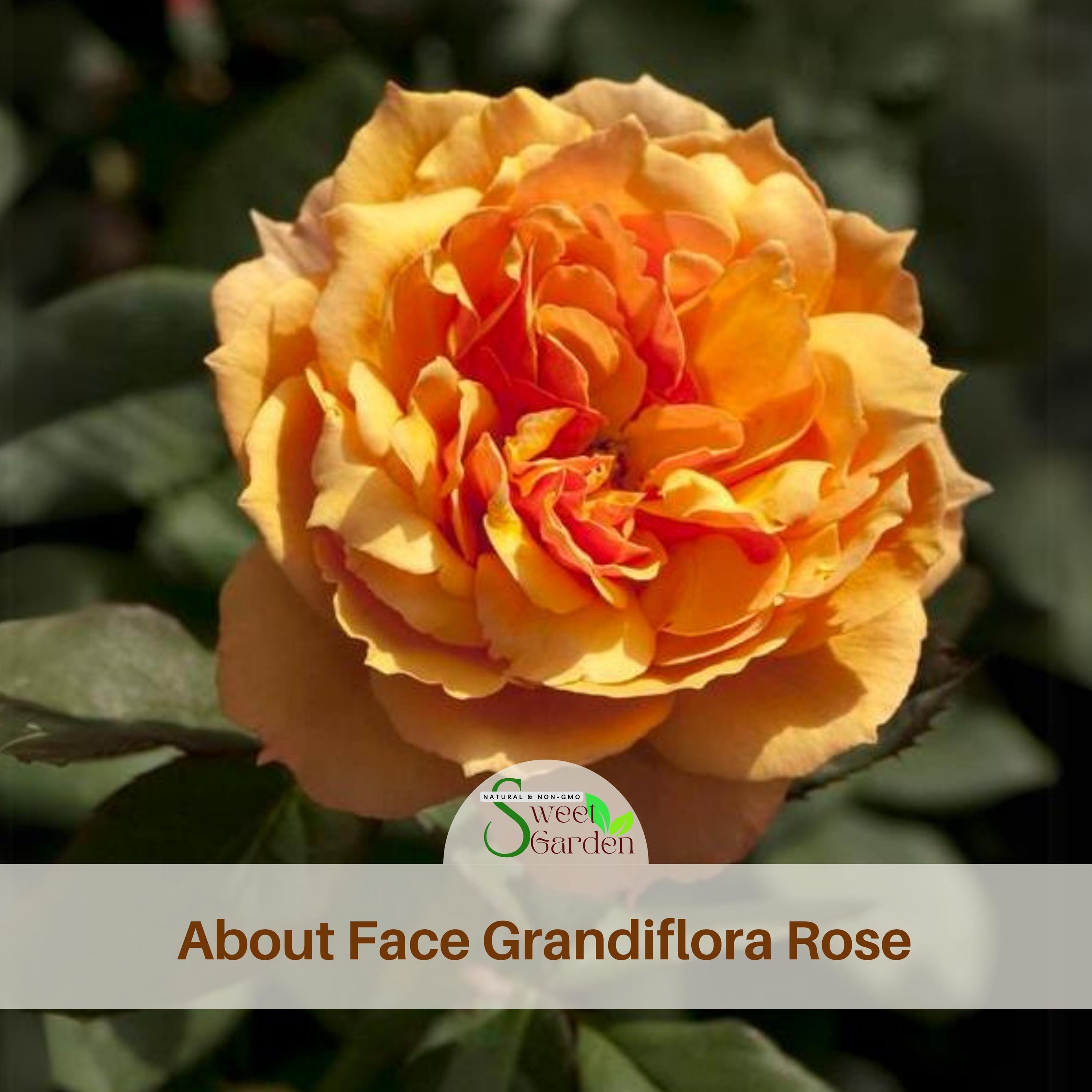 Large Face Roses About Face Rosa Grandiflora Rose Seeds - Perennial - Authentic Seeds ...