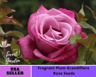 Fragrant Plum Grandiflora Rose Seeds-Perennial -Authentic Seeds-Flowers -Organic. Non GMO -Mix Seeds for Plant-B3G1#1030