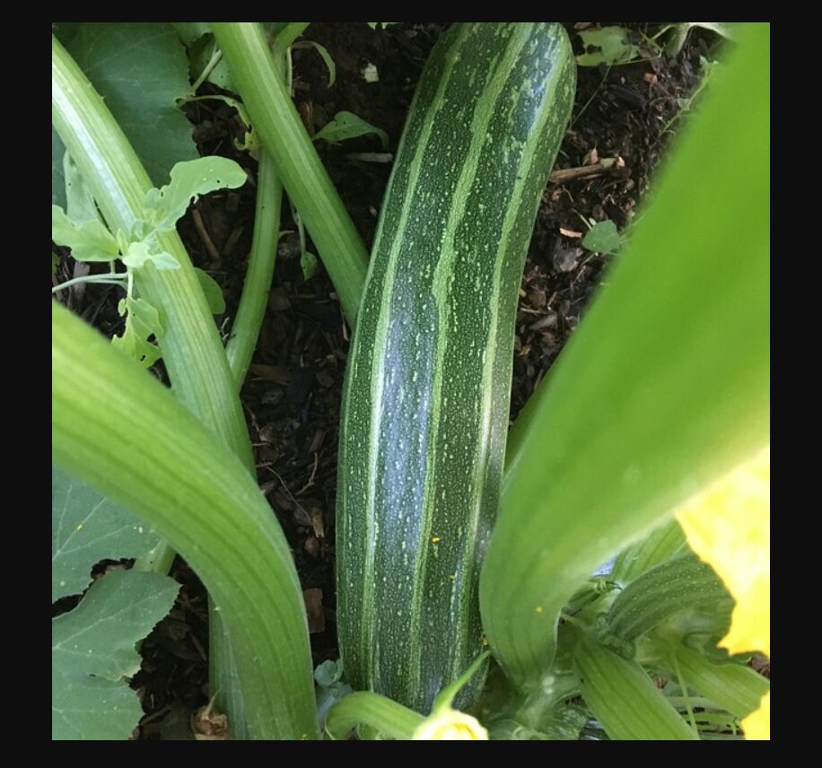 25 Seeds Zucchini Squash Seeds Perennial authentic Etsy