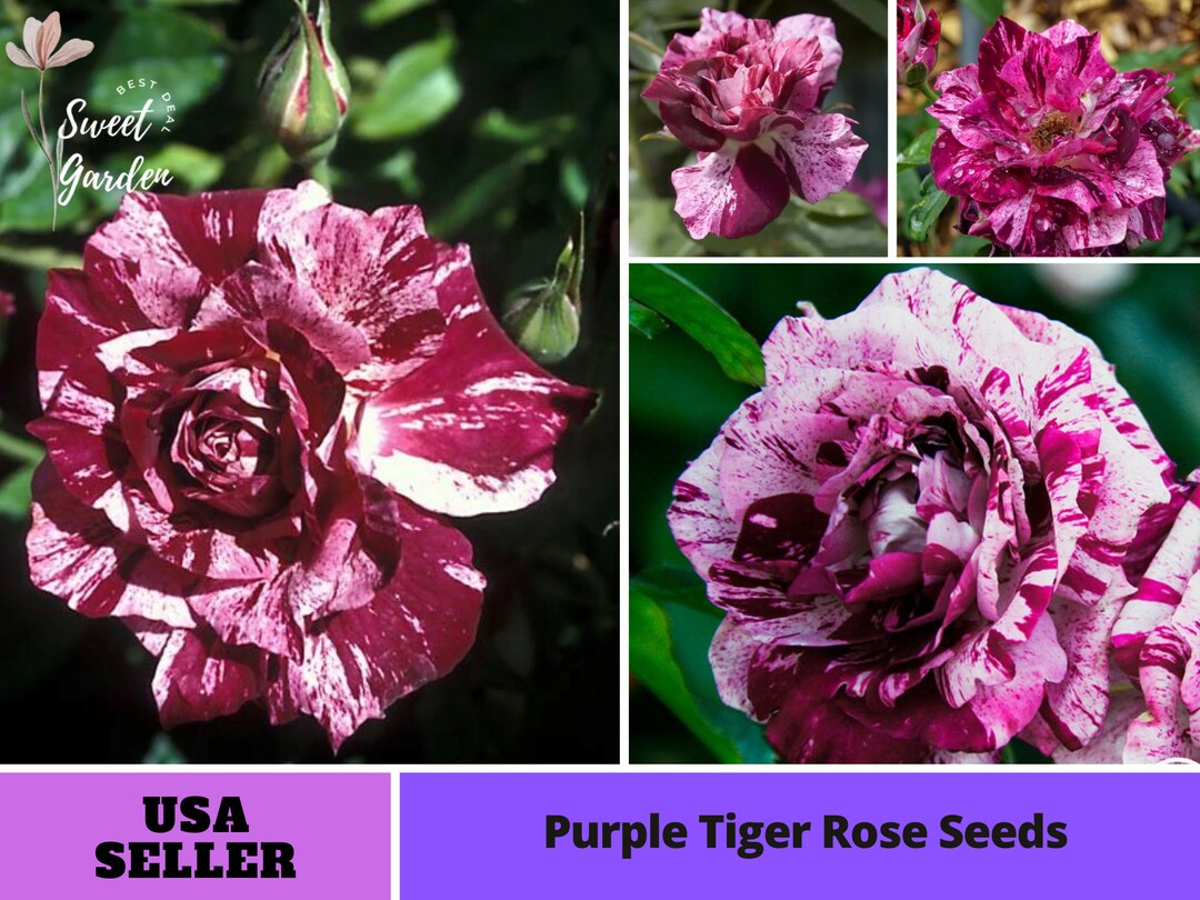 Purple Dragon Rose Seeds Perennial Authentic Seeds Flowers Easy to Grow