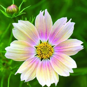 May include: A cosmos flower with delicate petals transitioning from white at the edges to soft pink and yellow toward the center. The flower features a bright yellow, textured stamen in the middle and is accompanied by a single unopened bud.