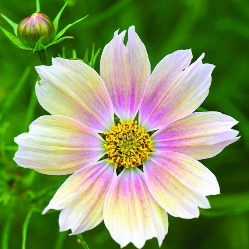May include: A cosmos flower with delicate petals transitioning from white at the edges to soft pink and yellow toward the center. The flower features a bright yellow, textured stamen in the middle and is accompanied by a single unopened bud.