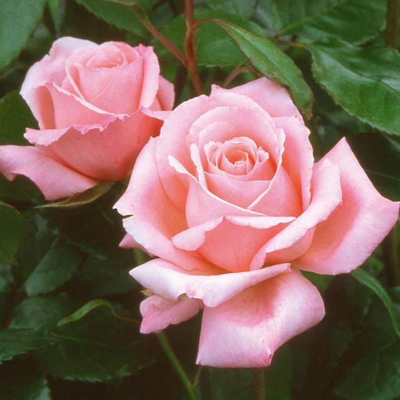 32 Seeds Hybrid Tea Rose Seeds for Planting Flower Etsy